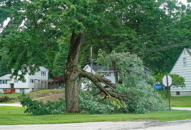 Best Tree Root Removal  in Cheltenham Village, PA